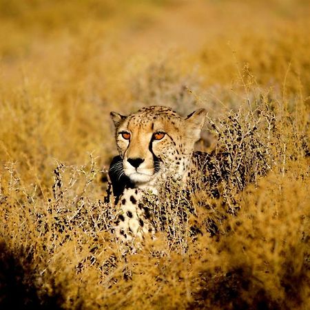 Inverdoorn Game Reserve Lodge Breede River Esterno foto
