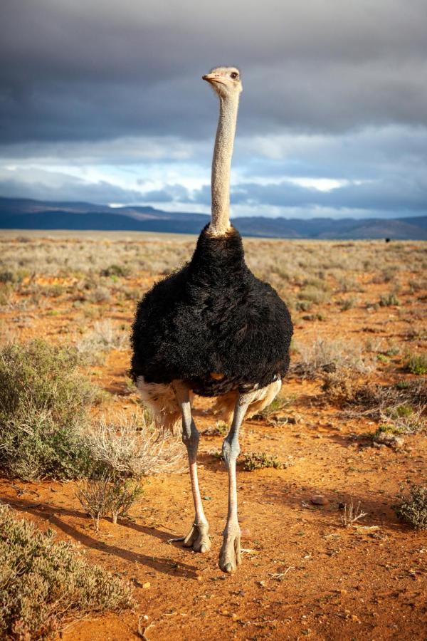 Inverdoorn Game Reserve Lodge Breede River Esterno foto