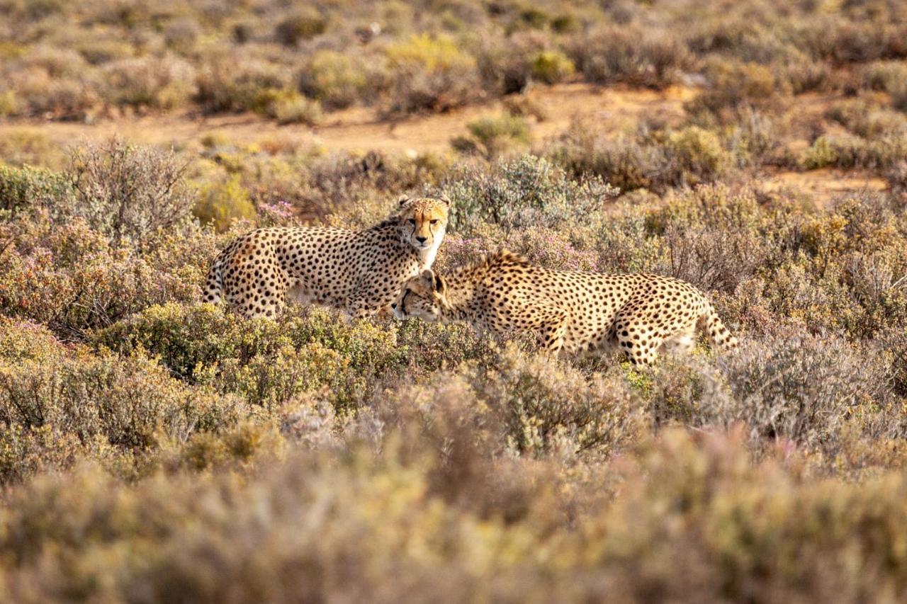 Inverdoorn Game Reserve Lodge Breede River Esterno foto