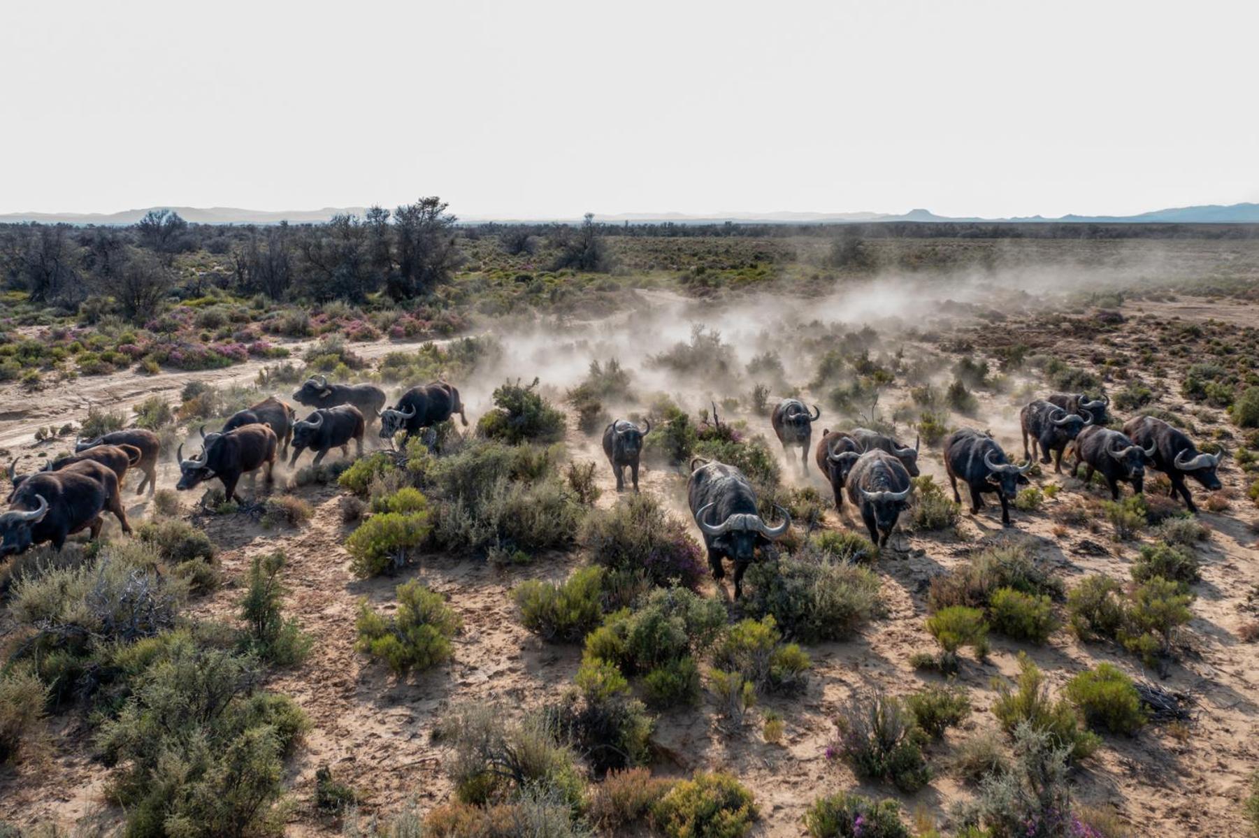 Inverdoorn Game Reserve Lodge Breede River Esterno foto