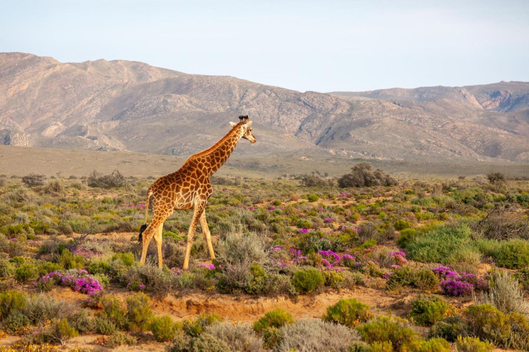 Inverdoorn Game Reserve Lodge Breede River Esterno foto
