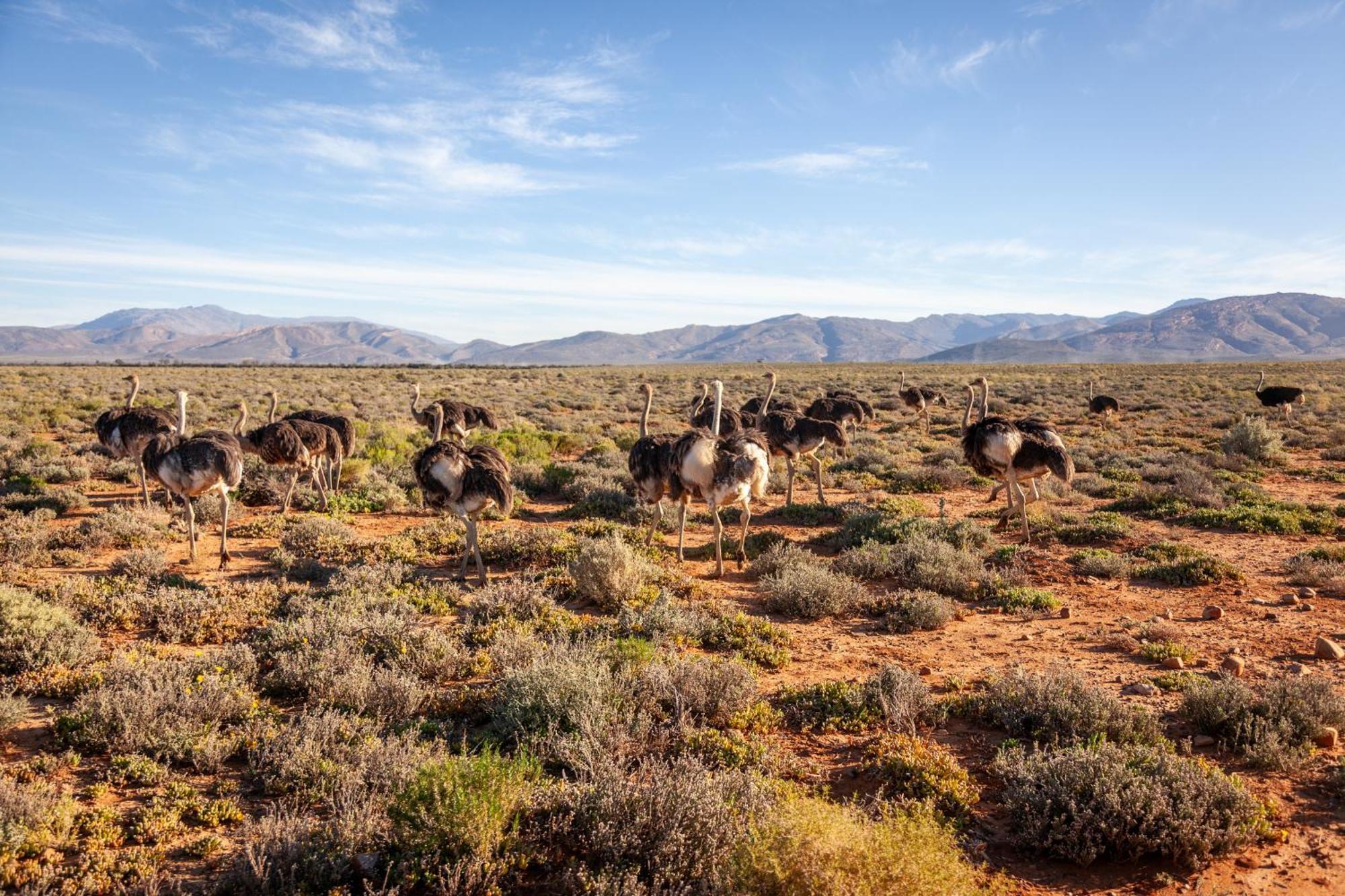 Inverdoorn Game Reserve Lodge Breede River Esterno foto