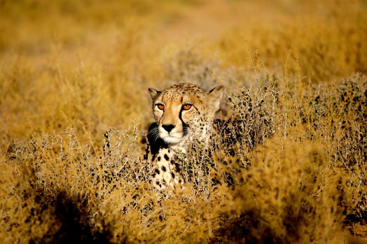 Inverdoorn Game Reserve Lodge Breede River Esterno foto